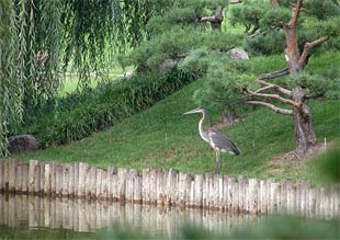 Heron in the Japanese Garden